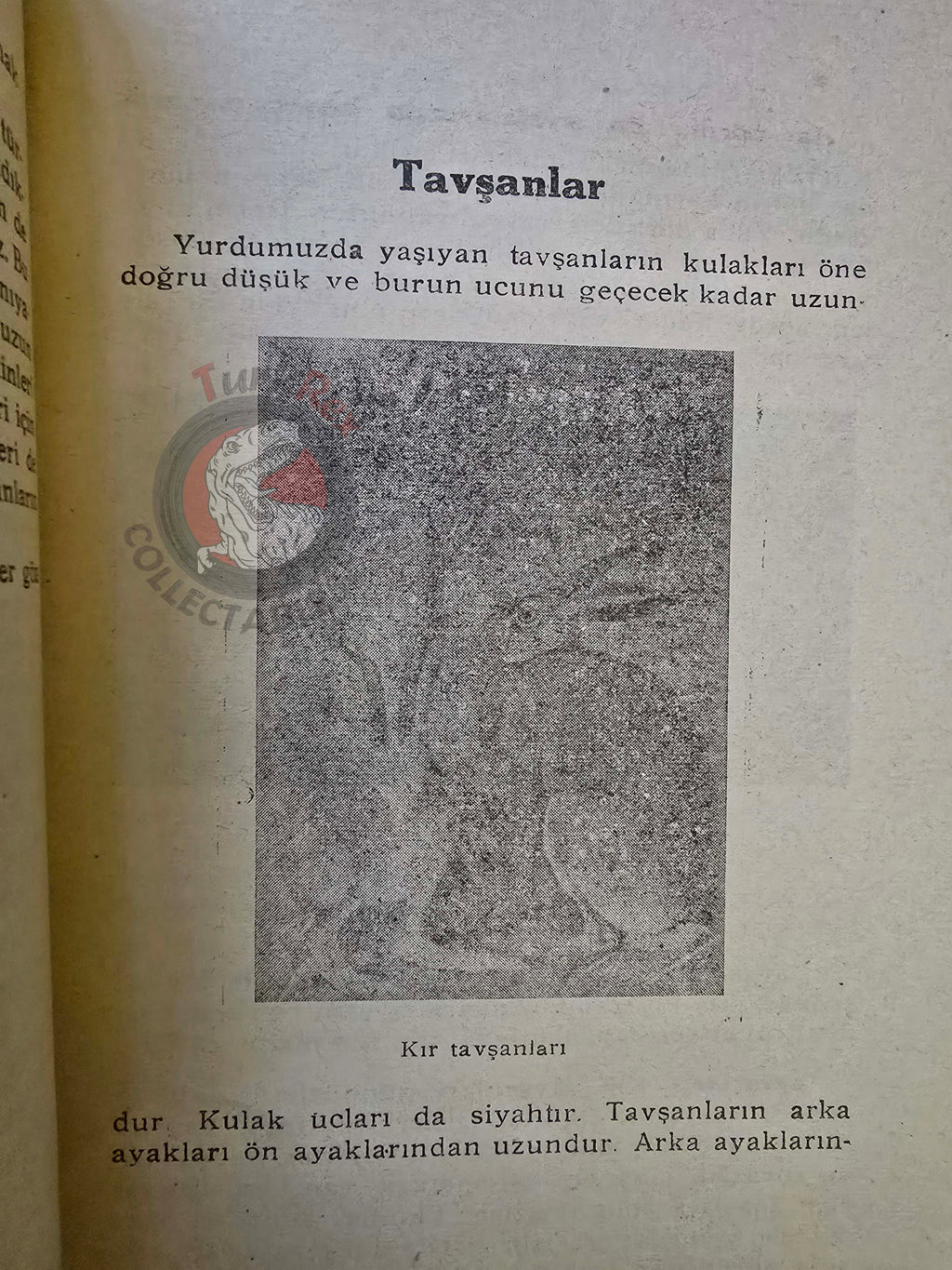 Rodents  1948 Turkish Book Turkey Illustrated Education Animal Species