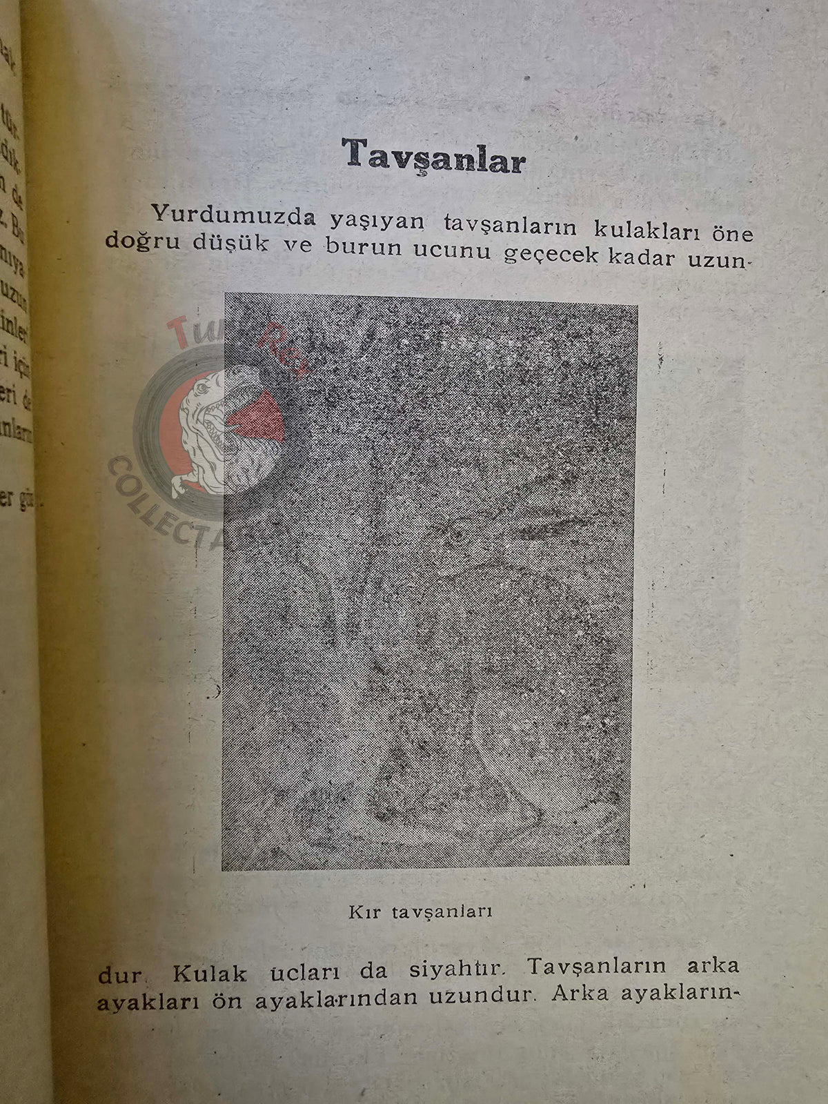 Rodents  1948 Turkish Book Turkey Illustrated Education Animal Species