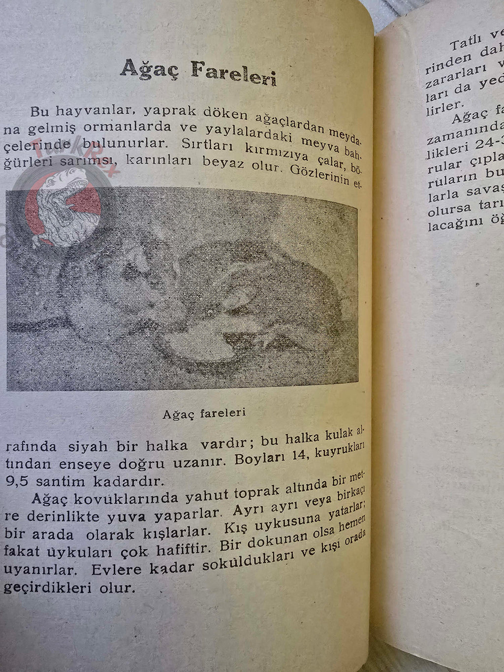 Rodents  1948 Turkish Book Turkey Illustrated Education Animal Species