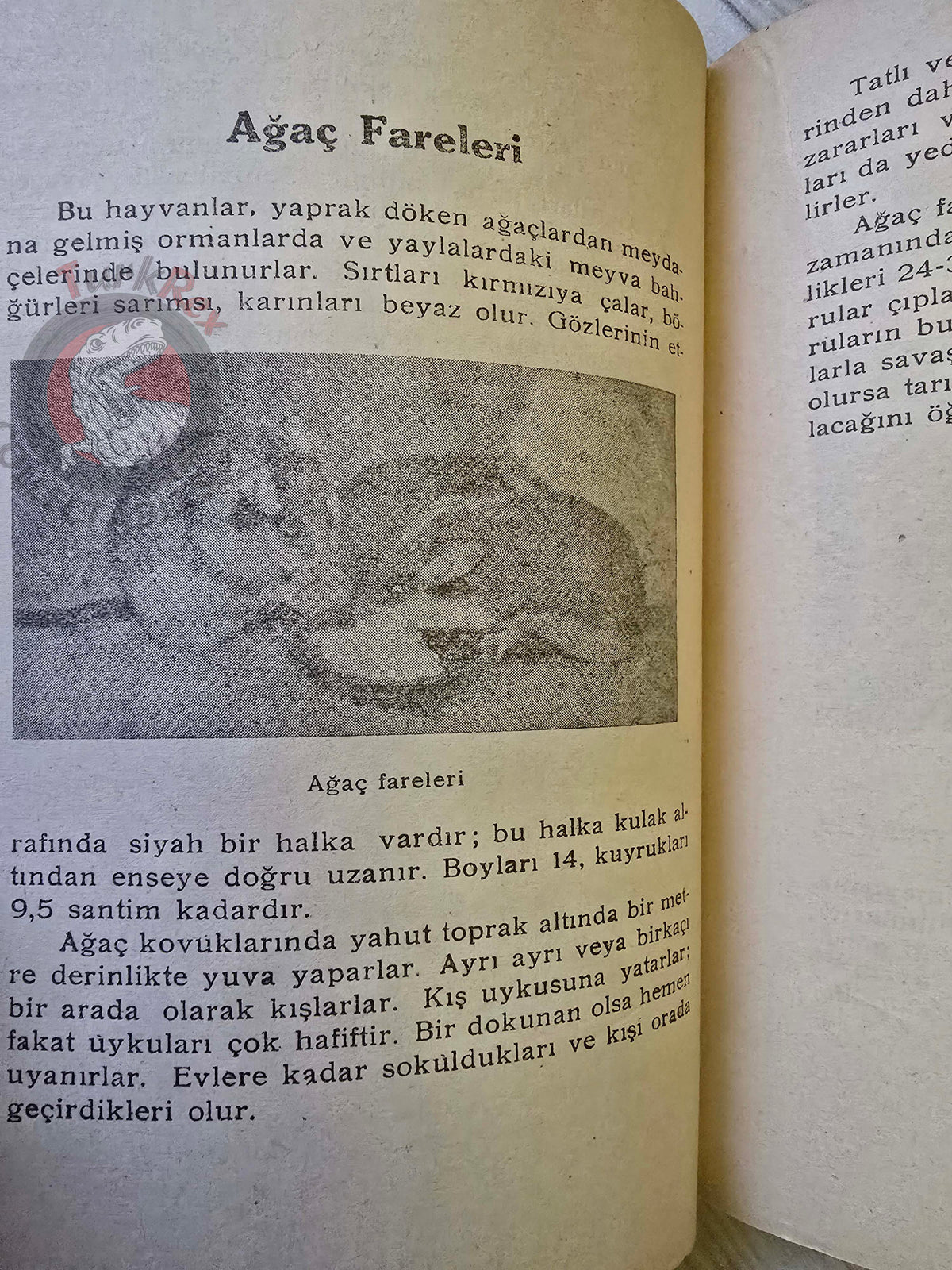 Rodents  1948 Turkish Book Turkey Illustrated Education Animal Species