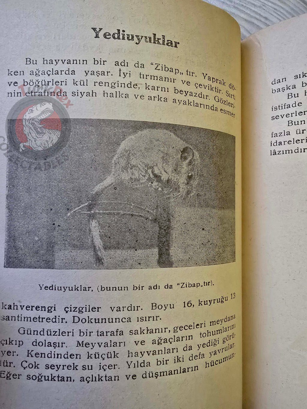 Rodents  1948 Turkish Book Turkey Illustrated Education Animal Species
